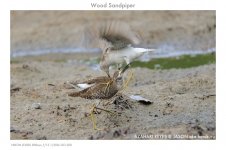 JAY_8757 Wood Sandpiper.jpg