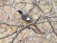 Daurian Redstart.jpg