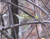 Pallas's Leaf Warbler.jpg