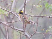 Yellow-throated Bunting.jpg