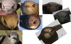 8 head on swifts.jpg