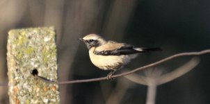 12-12-11DesertWheatear15BC.jpg