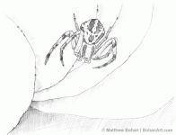 CrabSpider.gif