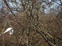 Egretta foresta.jpg