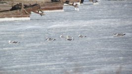 3 Heughlin's Gulls.jpg