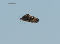 DCJ-Short-Eared-Owl-Wing-Clap.jpg