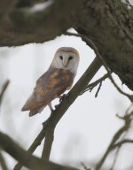 barnowl26.jpg