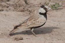 Black-Crowned-Sparrow-Lark-.jpg