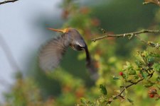 Redstart_male 3_resize.jpg