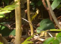 DSCN8134 Red-necked Keelback bf.jpg