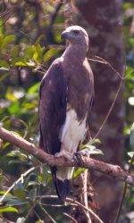 Grey Head Sea Eagle.JPG