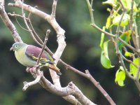 thick-billed green pigeon and blue-winged leafbird.jpg