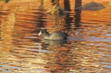 Common Coot.jpg