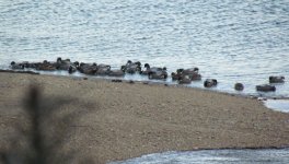 Falcated Ducks.jpg