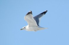 Mongolian Gull.jpg