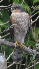 The sharpened garden feeder Sprawk 6th Jan. looking left again. jpg.jpg