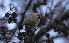 redpoll-mealy.jpg