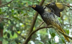 Regent Honeyeater09.JPG