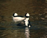 bufflehead_112.jpg