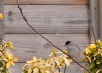 080 9259 Blackcap.jpg