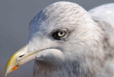 2635 Herring Gull adult winter 2.jpg