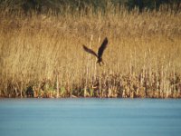 marsh harrier 2.JPG