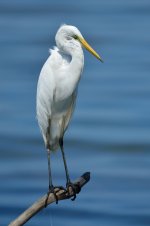 UJI_4191 Great Egret.jpg