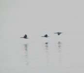 Pelagic Cormorants.jpg