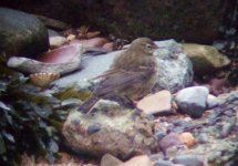 rock pipit.JPG