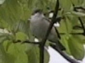 Odd Lesser Whitethroat 1..jpg