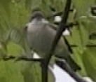 Odd Lesser Whitethroat 2..jpg