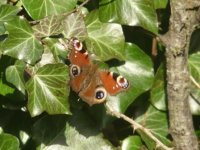 Peacock Ranworth along road by boardwalk 8 January 2012.jpg