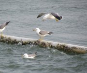 Black-tailed gulls.jpg