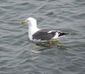 Mongolian Gull.jpg