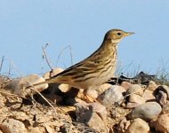 WaterPipit.JPG