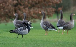 Barnacle Goose - Bearwood - 6 January 2012 (1a).jpg