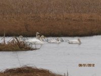 Whooper Swans at Glen Lough, Edgeworthstown.JPG