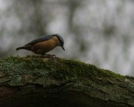 nuthatch.jpg