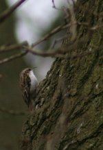 treecreeper.jpg