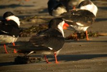 DSCN9605 Black Skimmer.jpg