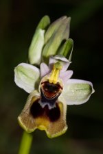 Ophrys-tenthredinifera12.jpg