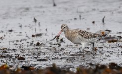 Bar-tailed Godwit.jpg