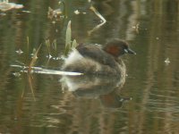 Little Grebe - Upton Warren Moors Pool, 2nd March 2012.jpg