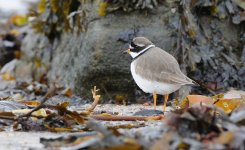 Ringed Plover.jpg