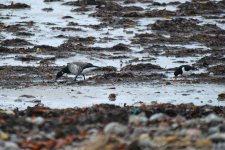 Brent Goose Blackrock small.jpg