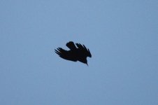 Kilchoman Chough.jpg