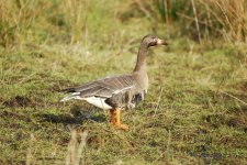 Greenland Whitefront small.jpg