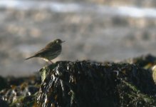 05 meadow pipit.jpg