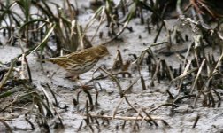 06 meadow pipit.jpg