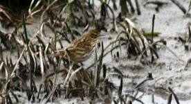 07 meadow pipit.jpg